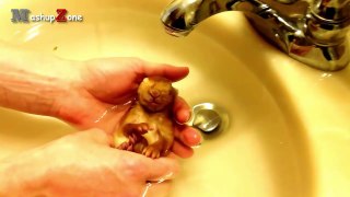 Baby Animals - A Cute Animal Videos Compilation _ NEW HD-kFv4qYZQz1g