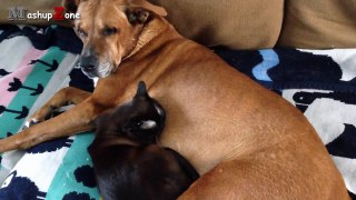 Cats And Dogs Friends Forever Compilation _ NEW HD-BbWttyT_jF0