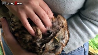 Cute Animals Cuddling - A Cute Animal Videos Compilation 2015-mXHbj_1A1p4