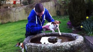 Cute Dogs Air Swimming - Funny Dog Videos Compilation 2015-H49iVBwVbSQ