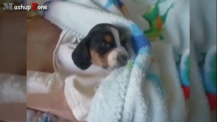 Top 10 Cutest Puppies Howling Compilation 2015-ZAprDJkqLI4