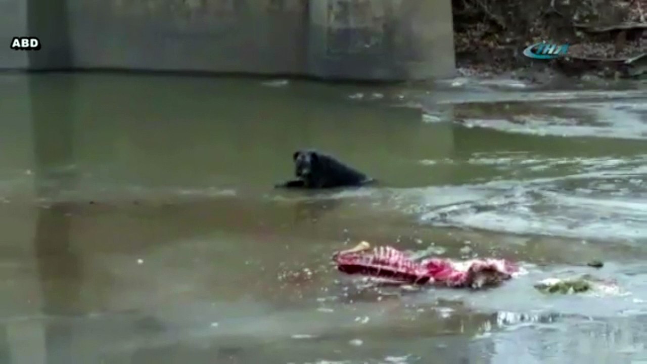 Zavallı köpek donmuş nehirde mahsur kaldı