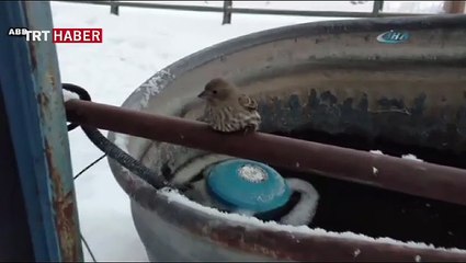 Soğuktan ayakları demire yapıştı