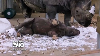 Hayatında İlk Defa Karla Tanışan Sevimli Gergedan