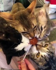 Cats Sucking Lolliposp. Must Watch. Video. Funny