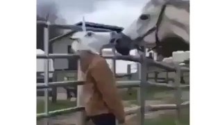 Horse Funny Video. Animals Videos