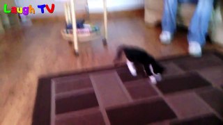 Best Funny Scared Cats Of Random Things A Funny Cat Videos Compilation 2016