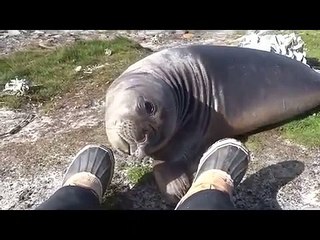un éléphant de mer roule dans une descente