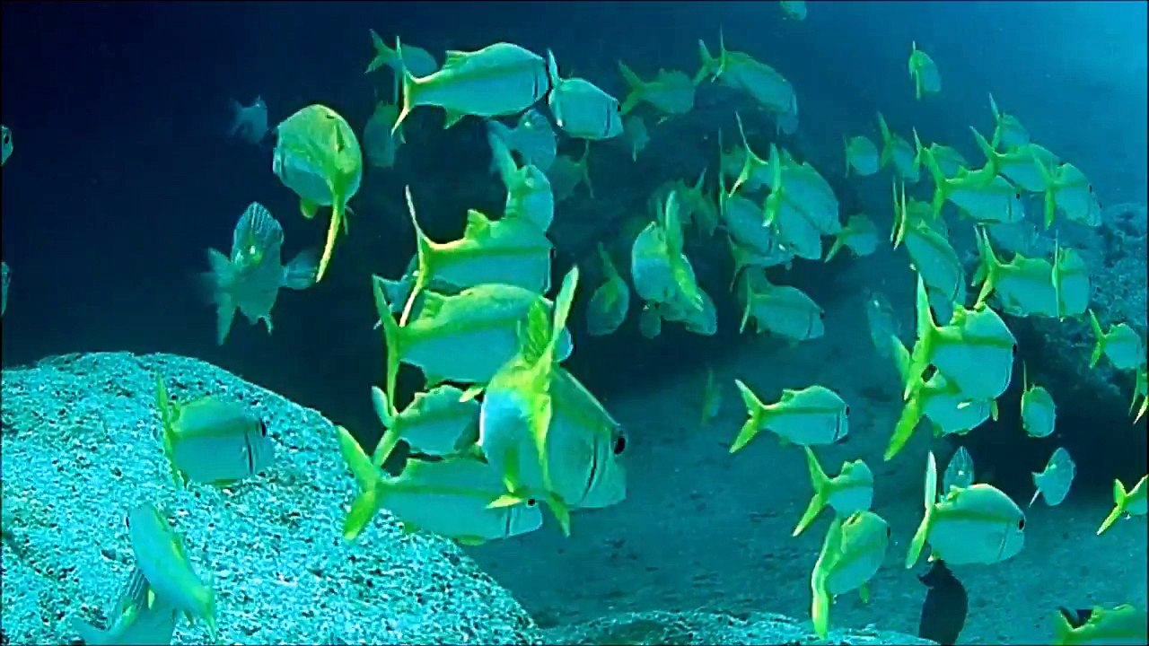 GUAMバラクーダロックDIVING-WkUoV_WwZAE