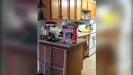 Funny Cockatoos Compilation