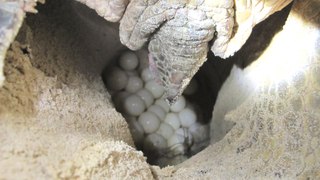 Sea Turtle Laying Eggs in The Galapagos