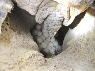 Sea Turtle Laying Eggs in The Galapagos