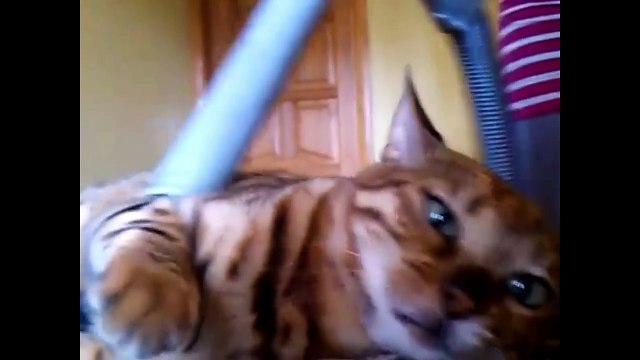 Кошки и пылесос видео прикол! Смотреть до конца! РЖАКА!!!