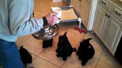 A woman says to her puppies that jelly is ready. Their reaction is really fun!