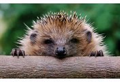 Happy Birthday! Funny Birthday Videos - Henry the hedgehog