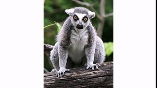 Happy Birthday to You - Lenny the Lemur[1]