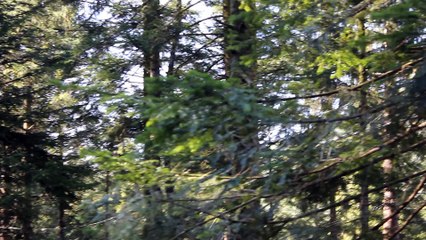 Parc aventure La Bresse- Bol d'Air Line