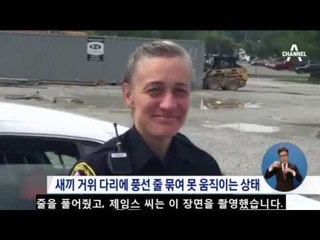 거위가 경찰 찾아와 “새끼 살려달라”