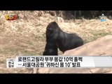 서울대공원 로랜드 고릴라 부부 몸값 최소 10억