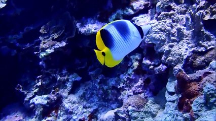 サイパン ラウラウビーチ ダイビングの様子-lNKBU6stjug