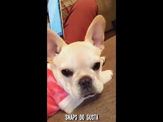 GUSTA E KÉFERA TEM UMA NOVA CACHORRINHA!-dloz0KQxRzw
