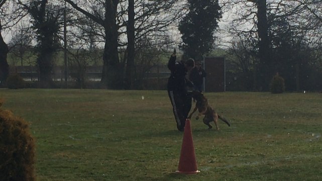 Concours canin de ring et d'obéissance