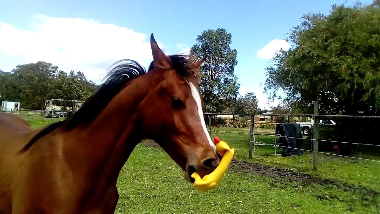 Cheval vs Poulet en plastique