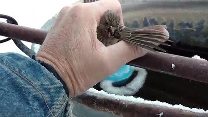 Un homme sauve un petit oiseau emprisonné par la glace