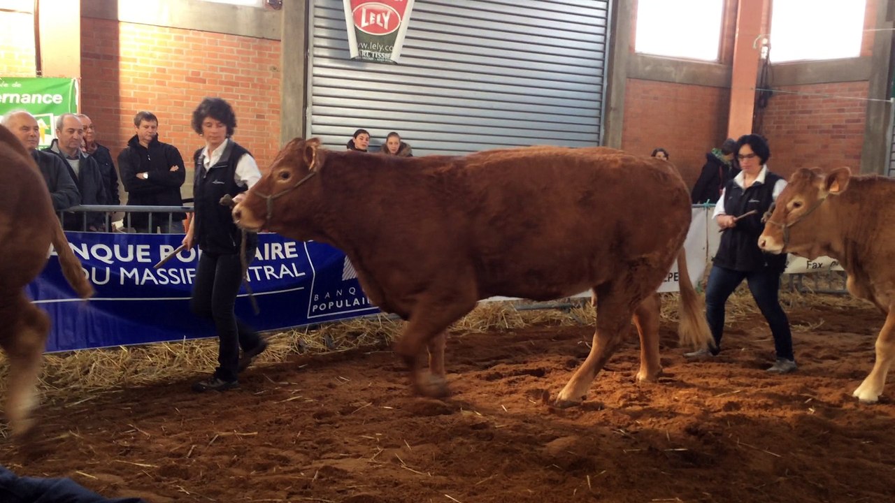 Présentation prix d'ensemble au concours limousn de Varennes sur Allier