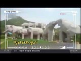 중국 호랑이 동물원, 또 다시 습격... 충격 영상
