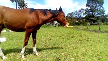 Cheval vs Poulet en plastique