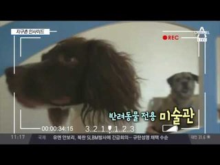 닝겐은 가라! 강아지 전용 미술관?!