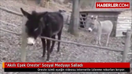 Akıllı Eşek Oreste'' Sosyal Medyayı Salladı