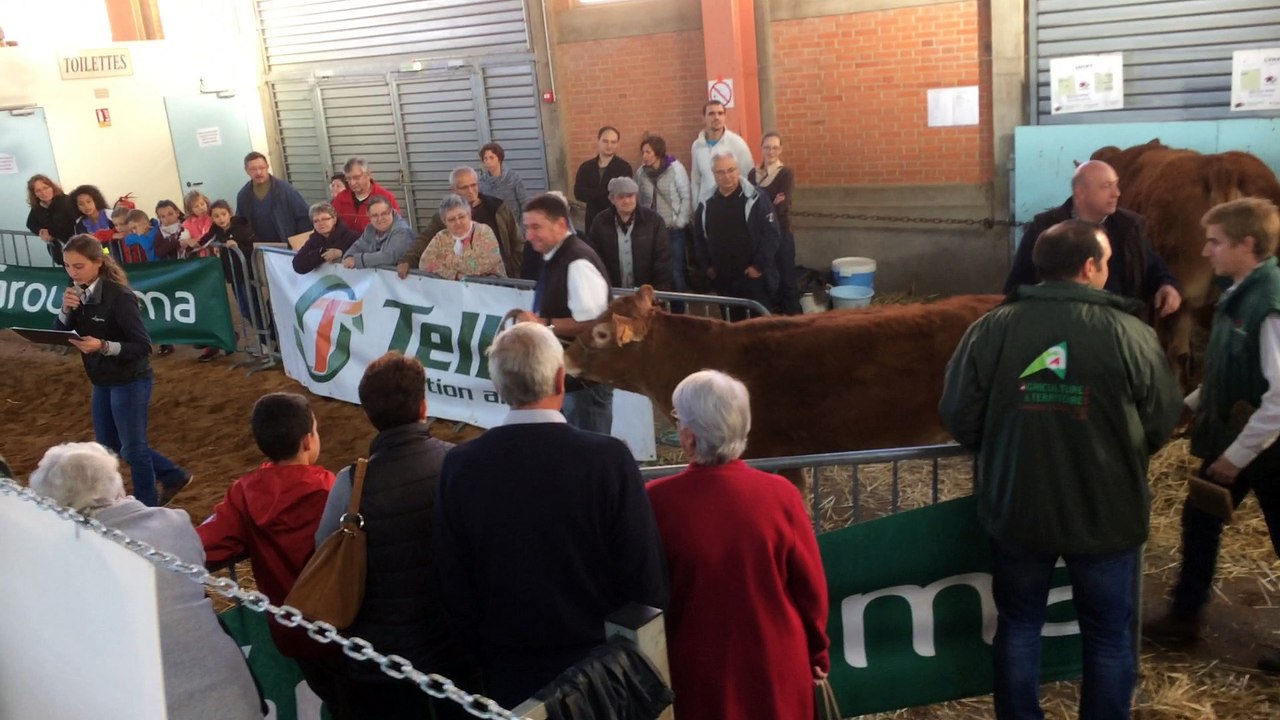 Manou qui entre sur le ring pour le défilé au concours Limousin de Varennes sur Allier