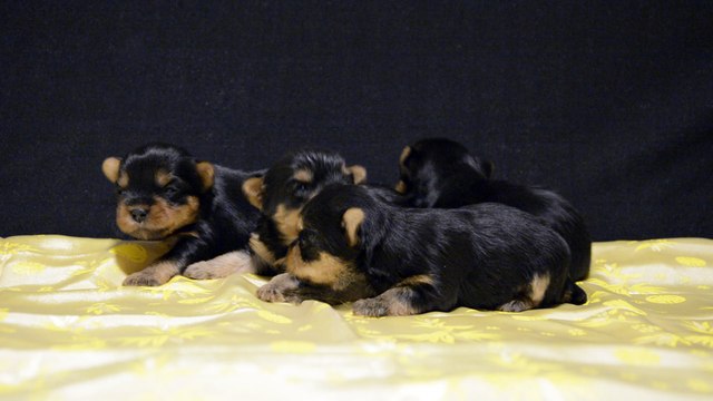 Chiots Yorkshire, bébés Daenerys