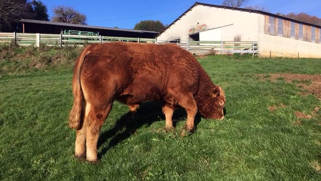 Labeur, jeune taureau de 2 ans qui vient d'être vendu