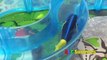 Swimming Learning Finding Dory Nemo Bailey Squirt Giant Egg Toy Surprise THEY REALLY SWIM