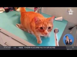 ‘날다람쥐가 되다!’ 중국 윙수트 월드컵