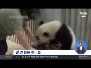 ‘어디갔어!’ 주인과 숨바꼭질하는 강아지