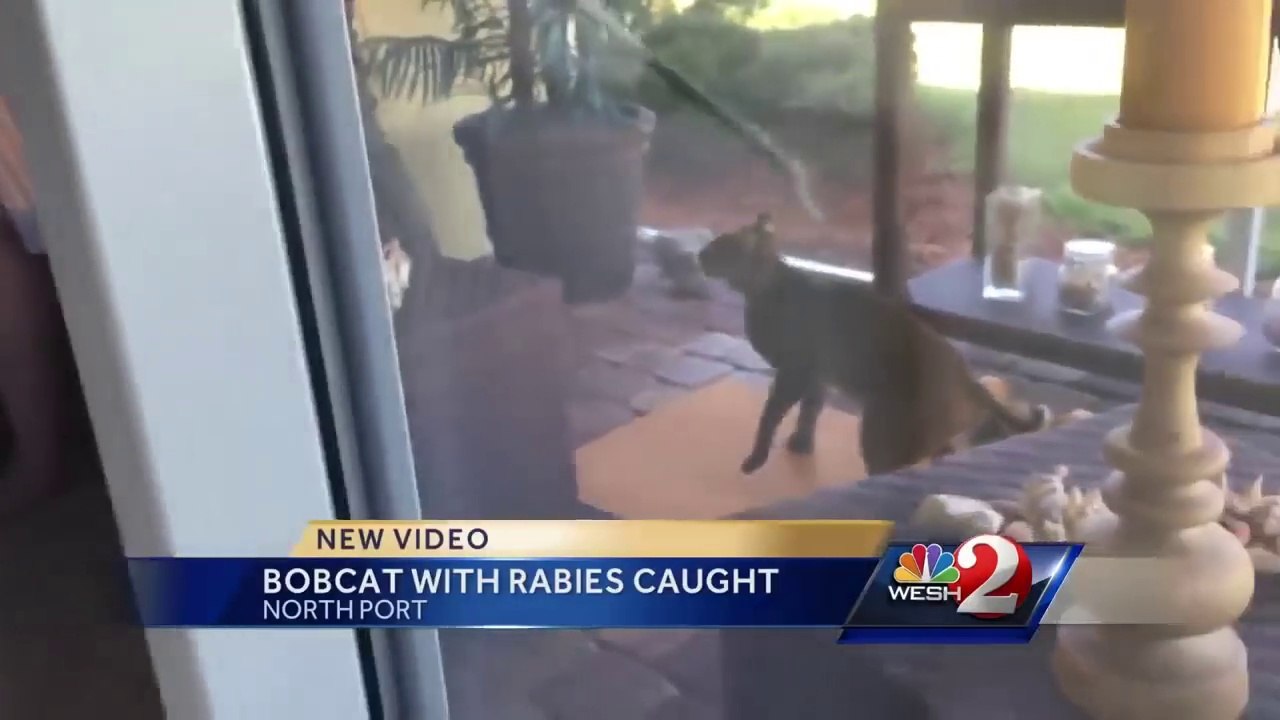 Un lynx roux atteint de la rage attaque son dresseur