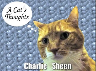 A Cat's Thoughts on Charlie Sheen-2aw9qHl0x_M