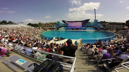 Orca Get Stuck on Shallow Platform at SeaWorld San Diego