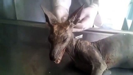 ΝΕΟ ΒΙΝΤΕΟ ...ΠΟΥ ΑΙΦΝΙΔΙΑΖΕΙ!!!ΤΟ ΜΥΘΙΚΟ ΤΣΟΥΠΑΚΑΜΠΡΑ ΝΕΚΡΟ ΣΤΗ ΡΩΣΙΑ;;