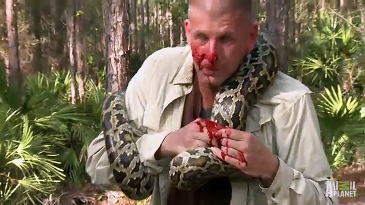 Python Latches to Handler s Face   Devoured