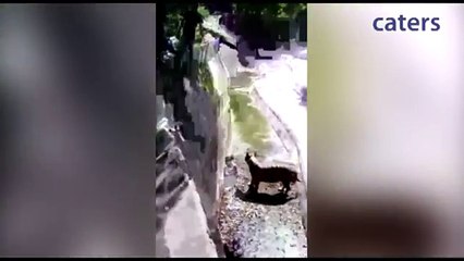 Staring Death In The Face  Shocking Video Of Tiger Attack In India