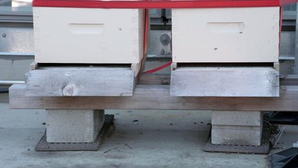 Worlds highest Urban Beehive's, 723 feet up on the 67th floor - Matthew Clarke - New York City