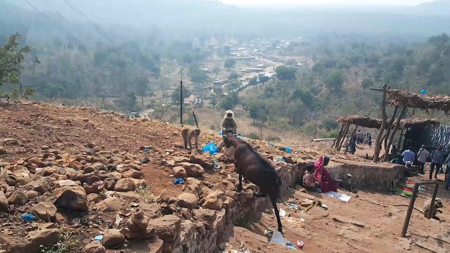 BADA PAHAD DARGAH NIZAMABAD MONKEY EATING COCONUT