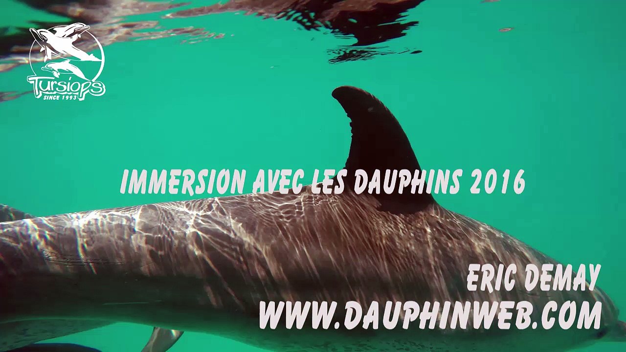 Dauphins 2016 stage Mer Rouge