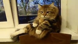 a cat like angrybird. must watch this