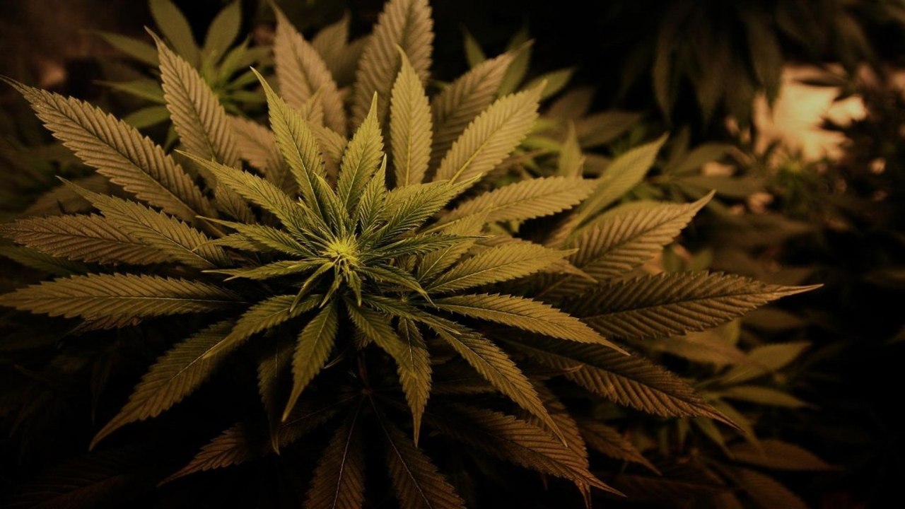 Cannabis Indoor Grow #01